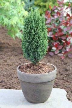 تکثیر کاج الودی