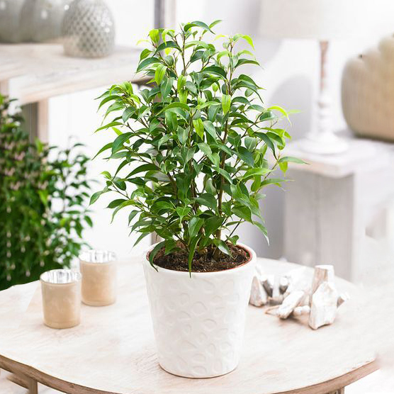 فیکوس بنجامین