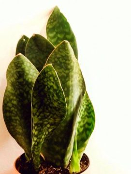 عکس گل سانسوریا ماسونی