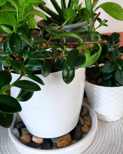 طرز درست کردن جزیره برای گلدان