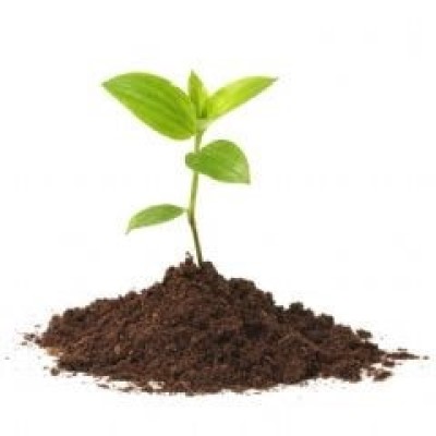 تقویت گلهای آپارتمانی