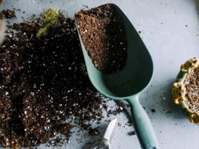 تقویت گلهای آپارتمانی