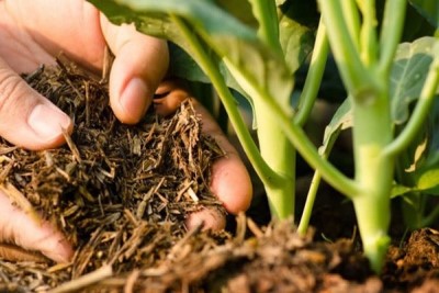 تقویت گلهای آپارتمانی