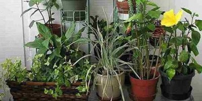 تقویت گلهای آپارتمانی