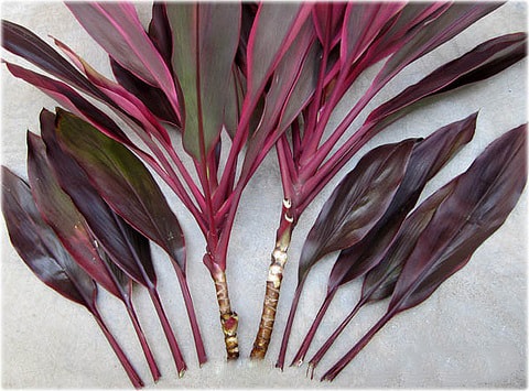 تکثیر کوردیلین