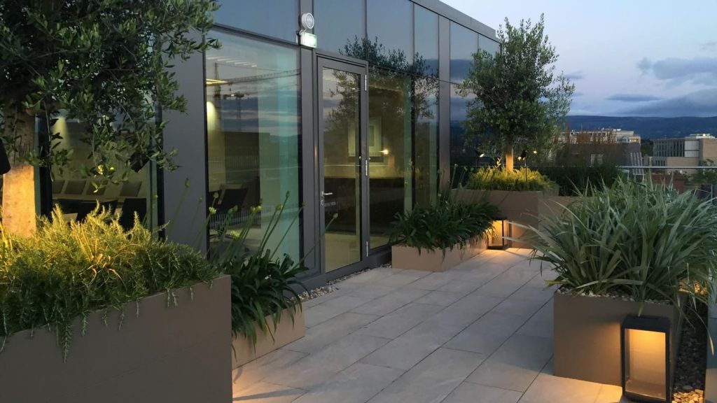 گیاهان همیشه سبز