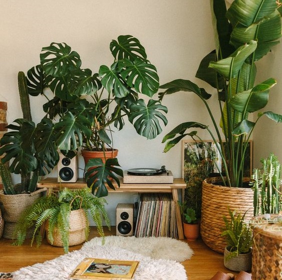 گیاهان همیشه سبز