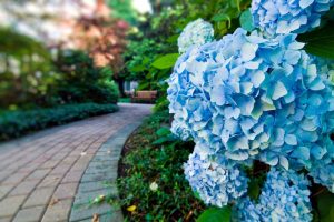 حاک اسیدی برای گیاهان