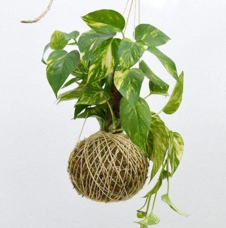 آموزش تصویری ساخت کوکداما - کافه گلدون | فروش آنلاین گل و گیاه
