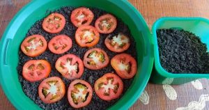 کاشت گوجه فرنگی خانگی