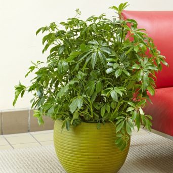 تکثیر شفلرا