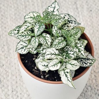 تکثیر گلسنگ