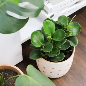 تکثیر گل قاشقی در خانه